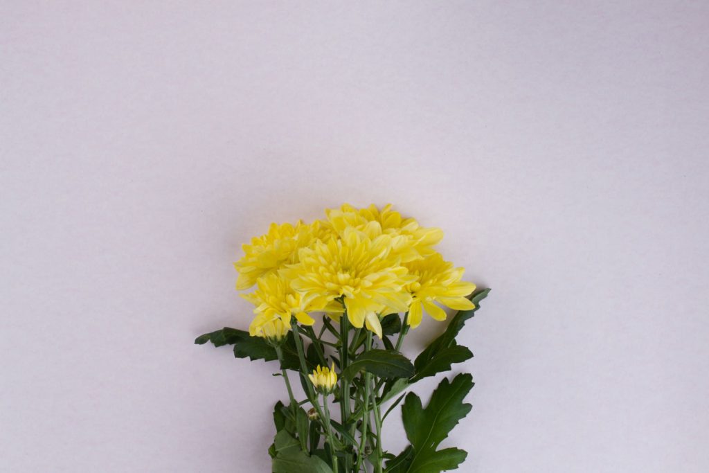 bright yellow flowers isolated on white background 2022 01 10 15 28 10 utc